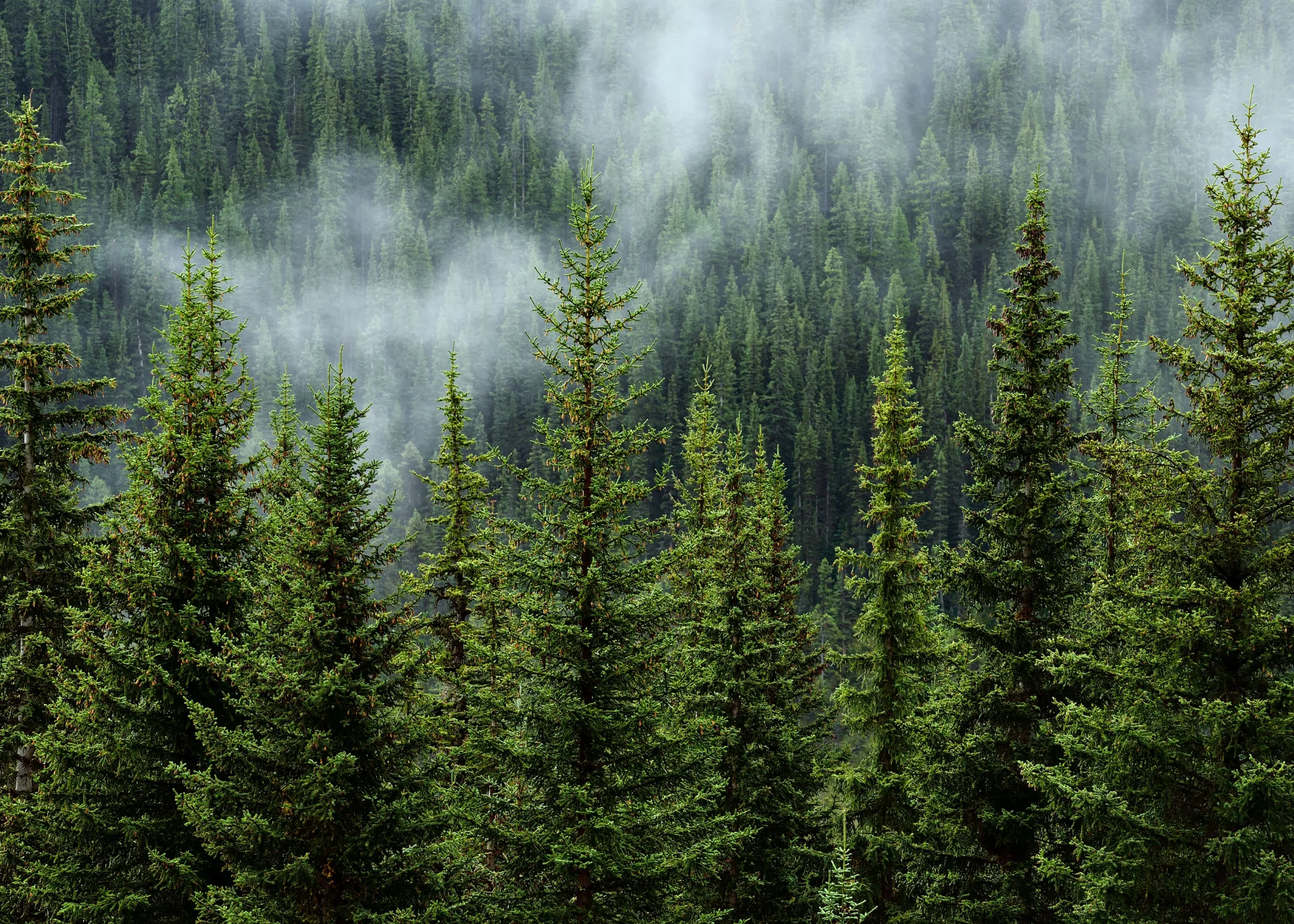 143,000 Acres Enrolled= (1)
