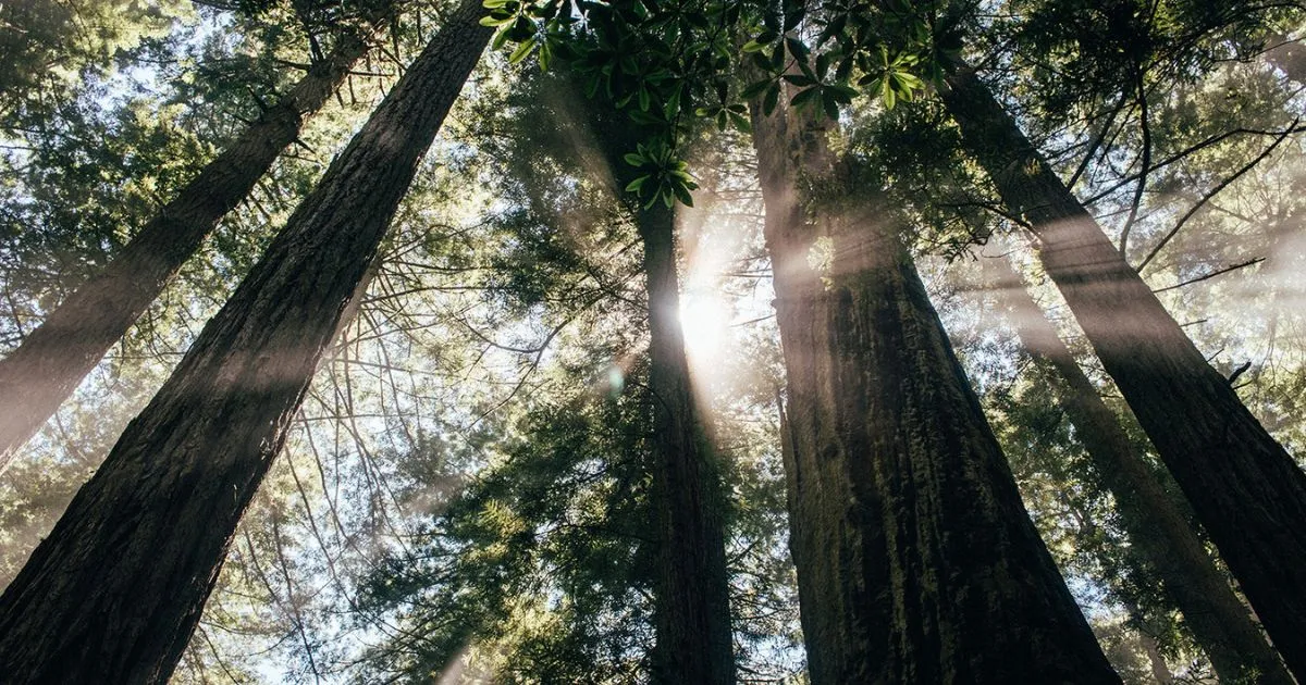 Forests