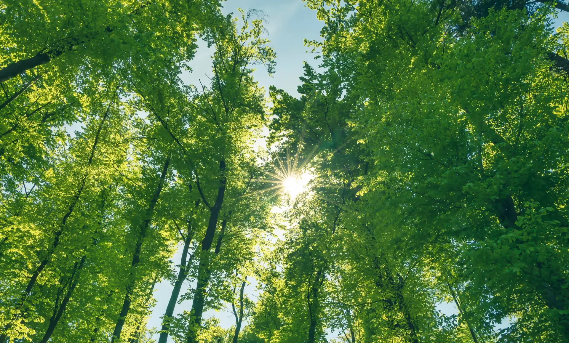 Canopy Image