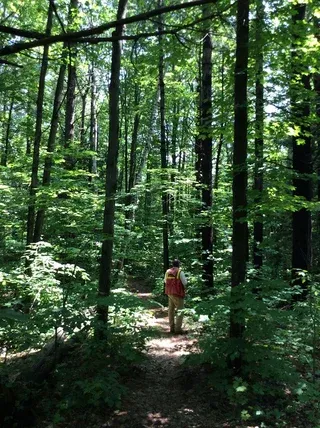 AFF Hiker Walking A Trail In The Forest