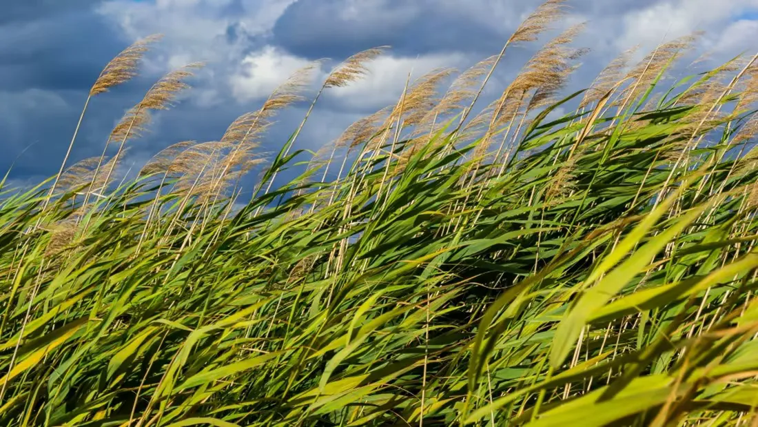 Common Reed Family Forest Carbon Program