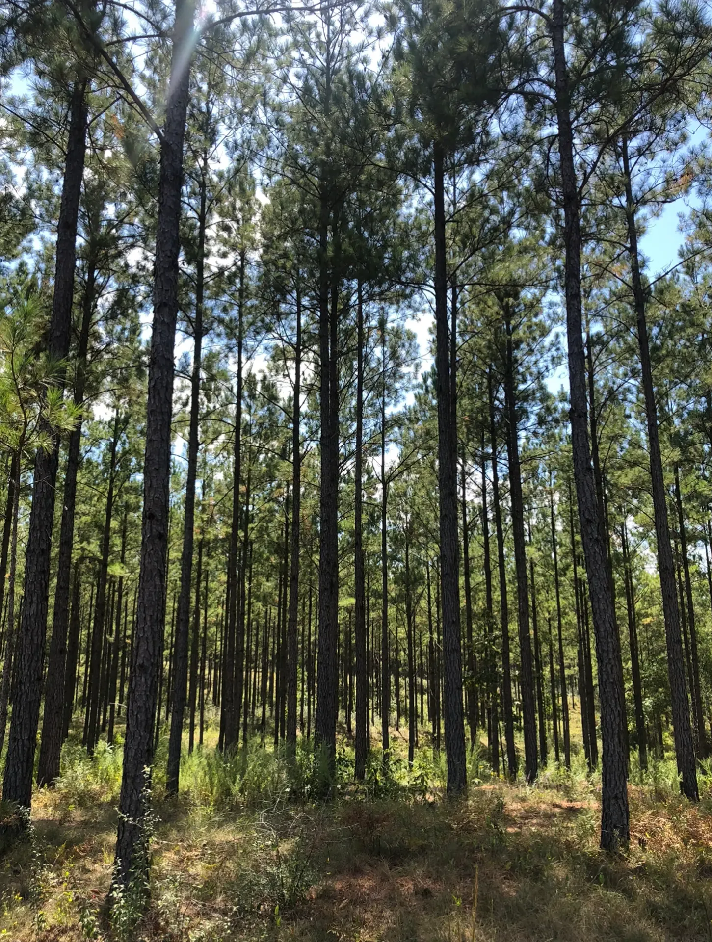 Salem and Dianne Saloom's forest