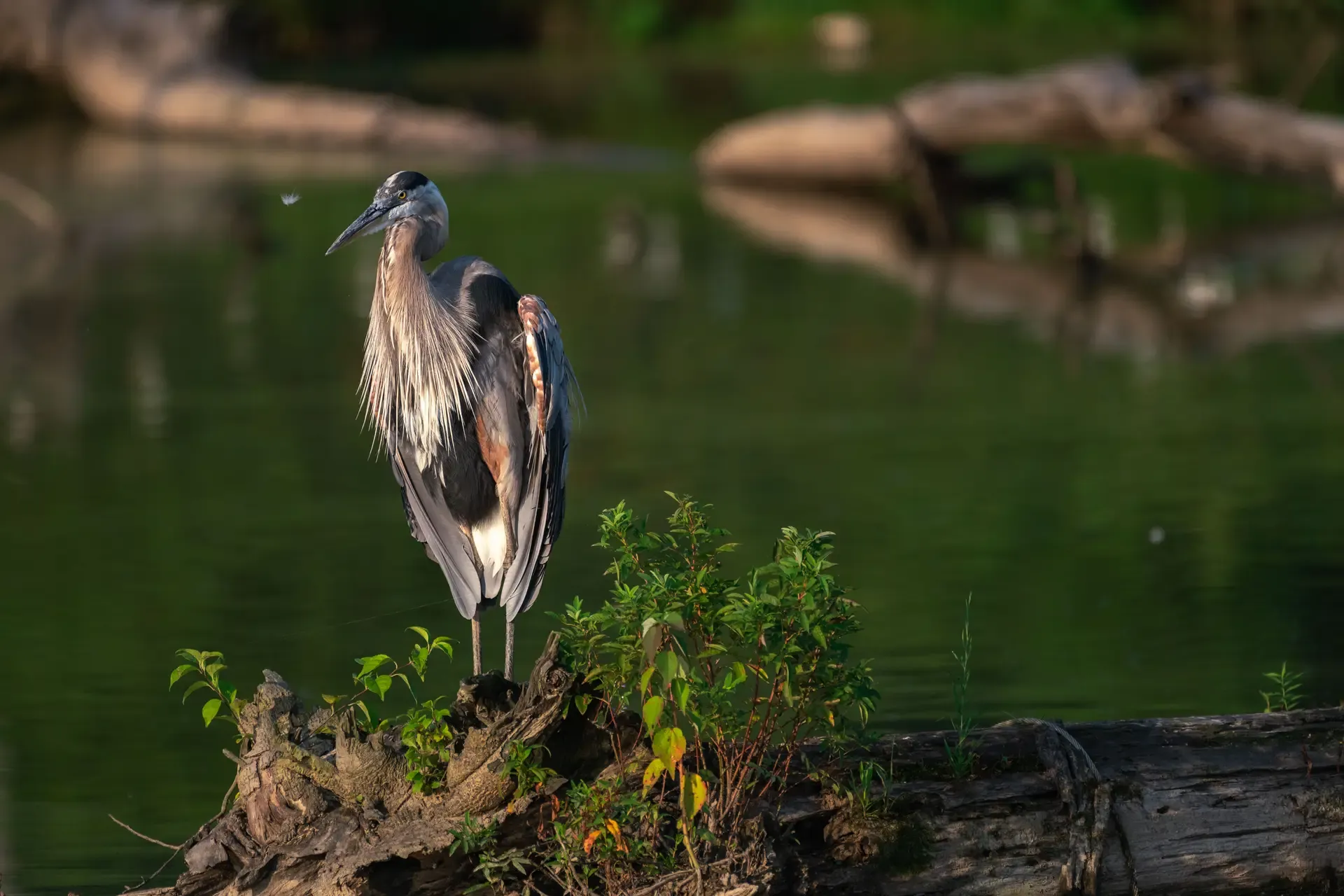 Great Blue Heron