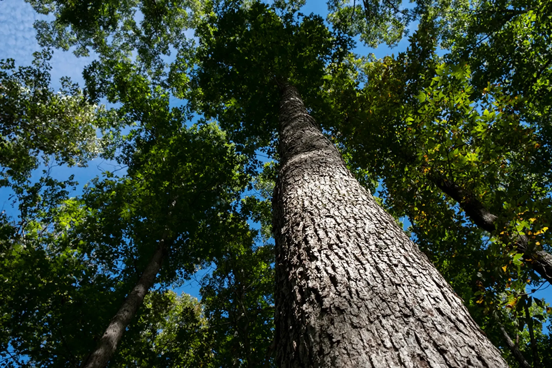 White Oak Tree