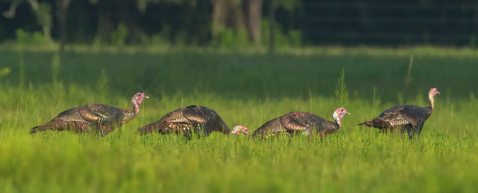 AFF Female Turkeys
