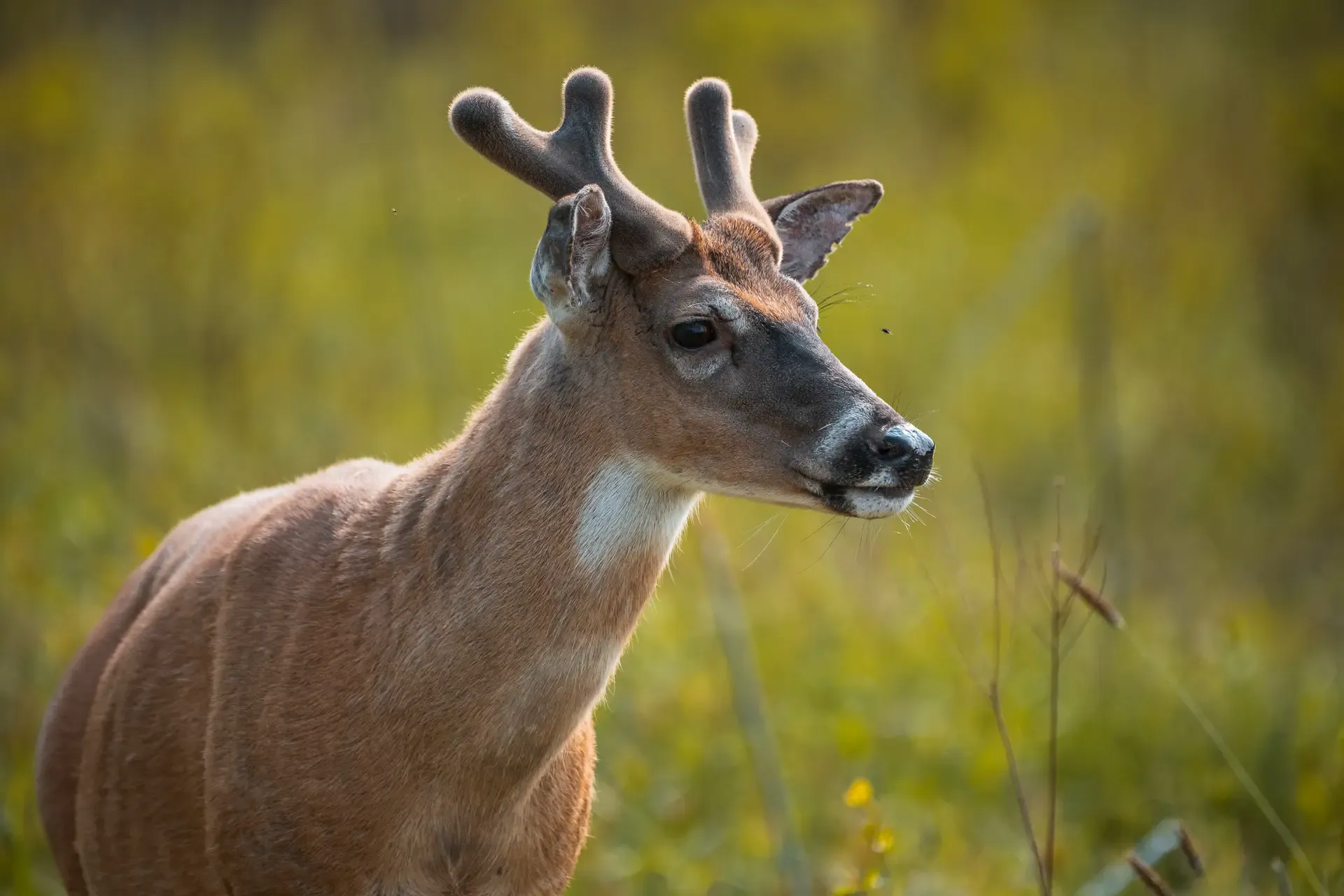 White Tail Deer