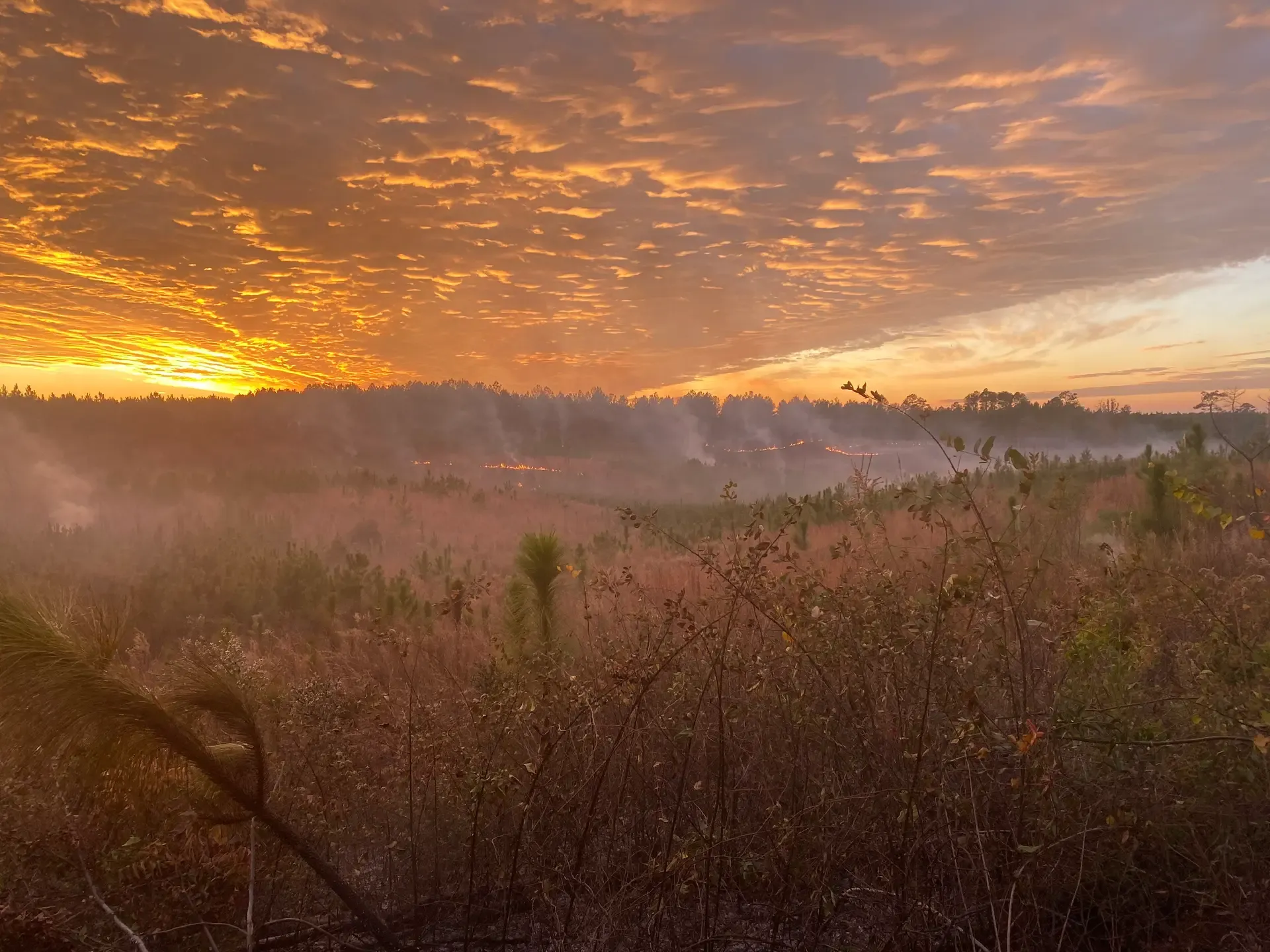 Controlled Burn - Evergreen, Alabama - Salem and Dianne Saloom