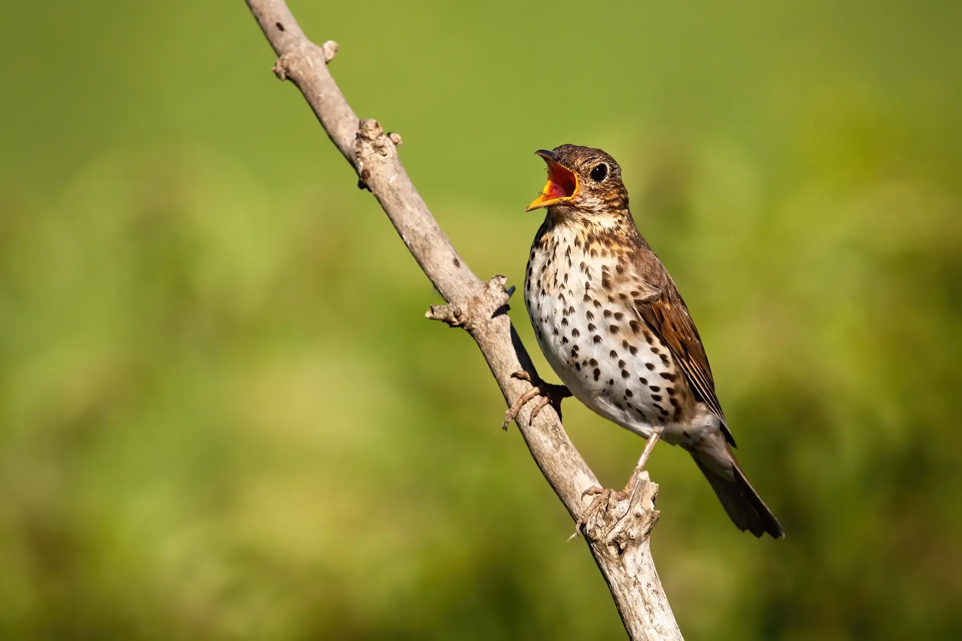 American Forest Foundation Biodiversity Wood Thrush