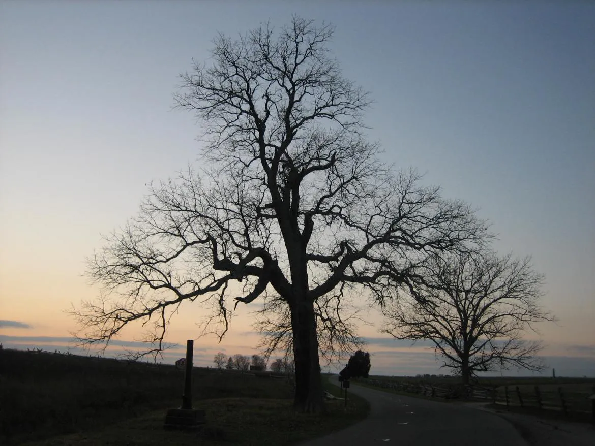 Sickles Oak Image